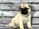 PUG YAVRULARIMIZ SEVGİ DOLU YUVALARINI ARIYOR