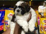 0 Numara Shi̇h Tzu Yavrulari