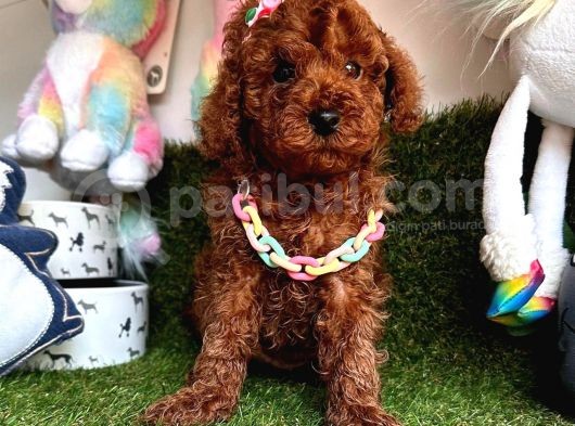 Her Eve Bir Can Dostu  Toy Poodle 
