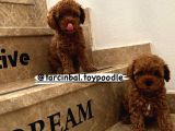 Ev Doğumu Poodle Bebişlerimiz Dişi Ve Erkek