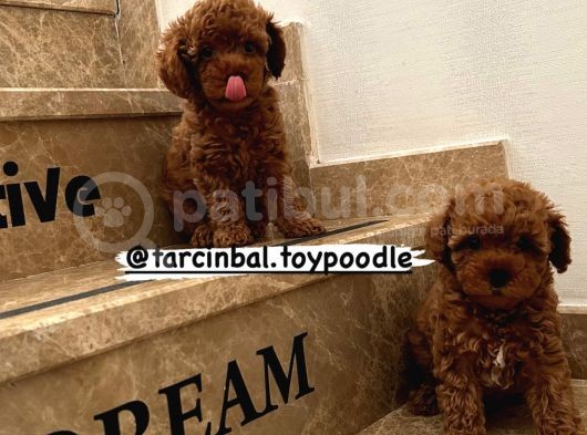 Ev Doğumu Poodle Bebişlerimiz Dişi Ve Erkek görsel