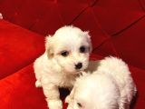 Xs Maltese Bebekler