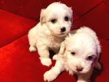 xs maltese bebekler