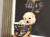 Ki̇lo Garantili Teacup Bebeklerimiz