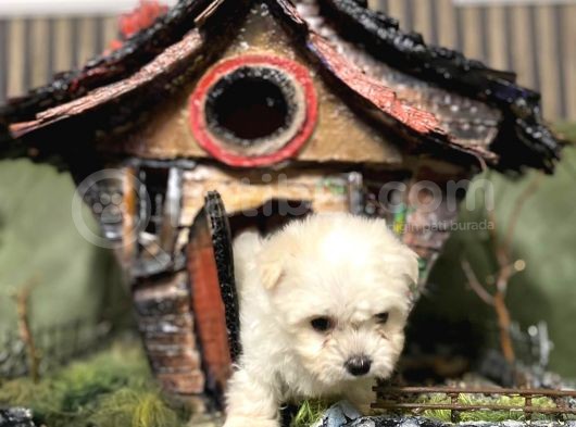 Ki̇lo Garantili Teacup Bebeklerimiz görsel