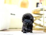 Kore Kanı Toy Poodle Yavrularimiz