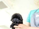 Kore Kanı Toy Poodle Yavrularimiz