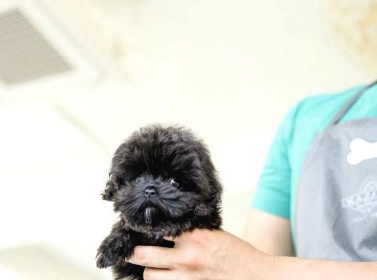 Kore Kanı Toy Poodle Yavrularimiz görsel