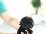 Kore Kanı Toy Poodle Yavrularimiz