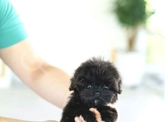 Kore Kanı Toy Poodle Yavrularimiz görsel