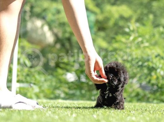 Kore Kanı Toy Poodle Yavrularimiz görsel