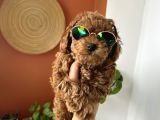 Evin maskotu olacak kız güzeli erkek poodle yavrumuz