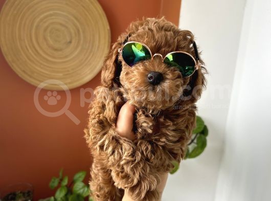 Evin Maskotu Olacak Kız Güzeli Erkek Poodle Yavrumuz