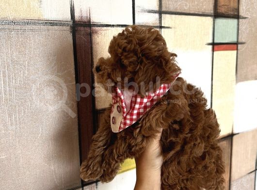 Ev Doğumu Poodle Bebişlerimiz Dişi Ve Erkek görsel