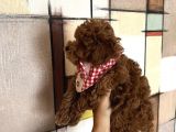 Evin Maskotu Olacak Kız Güzeli Erkek Poodle Yavrumuz