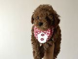Ev Doğumu Poodle Bebişlerimiz Dişi Ve Erkek