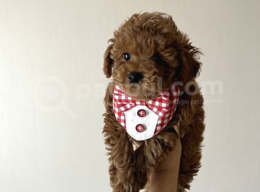 Ev Doğumu Poodle Bebişlerimiz Dişi Ve Erkek görsel