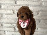Evin Maskotu Olacak Kız Güzeli Erkek Poodle Yavrumuz