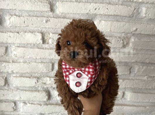 Evin Maskotu Olacak Kız Güzeli Erkek Poodle Yavrumuz görsel