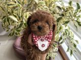 Ev Doğumu Poodle Bebişlerimiz Dişi Ve Erkek