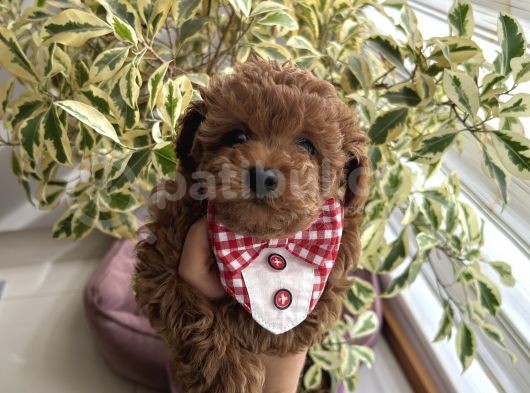 Ev Doğumu Poodle Bebişlerimiz Dişi Ve Erkek görsel