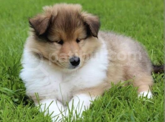 Shetland Raşh Colli görsel