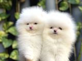 Pomeranian Boo
