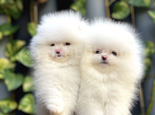 Pomeranian Boo görsel