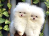 Pomeranian Boo