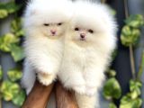 Pomeranian Boo