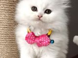 Dişi Pamuğumuz Güzeller Güzeli Bebemiz