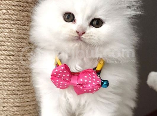 Dişi Pamuğumuz Güzeller Güzeli Bebemiz görsel