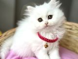 Dişi Pamuğumuz Güzeller Güzeli Bebemiz