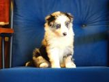 Blue Merle Border Collie