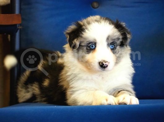 Blue Merle Border Collie görsel