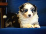 Blue Merle Border Collie