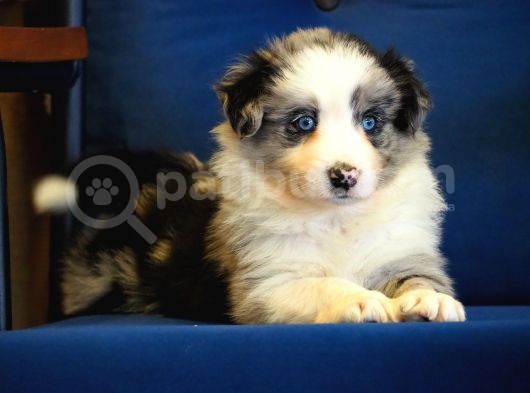 Blue Merle Border Collie görsel