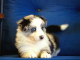 Blue Merle Border Collie
