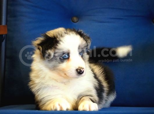 Blue Merle Border Collie