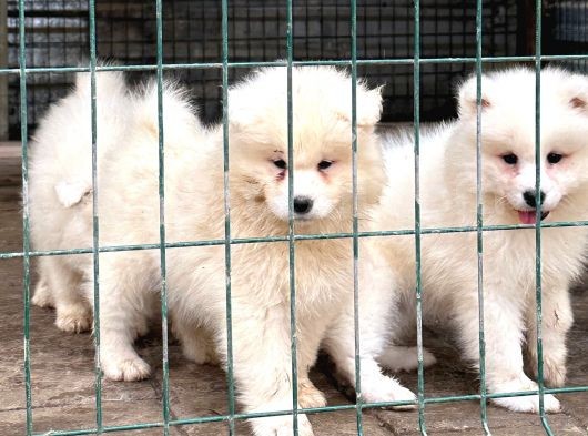 Kif-Fci Şecereli̇ En İyi̇ Kali̇te Samoyed Bebekler