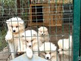 Kif-Fci Şecereli̇ En İyi̇ Kali̇te Samoyed Bebekler