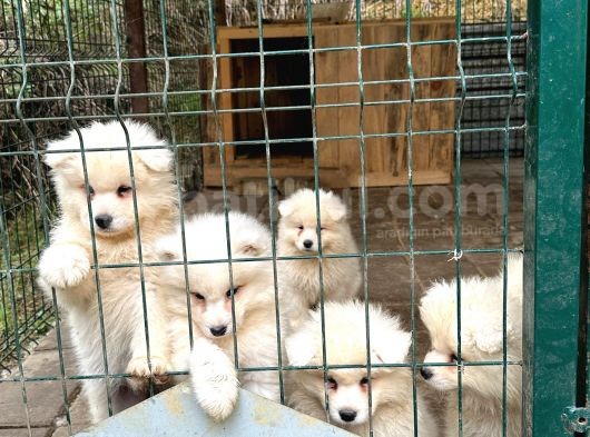 Kif-Fci Şecereli̇ En İyi̇ Kali̇te Samoyed Bebekler görsel