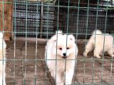 Kif-Fci Şecereli̇ En İyi̇ Kali̇te Samoyed Bebekler