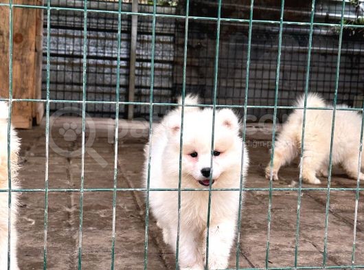 Kif-Fci Şecereli̇ En İyi̇ Kali̇te Samoyed Bebekler görsel