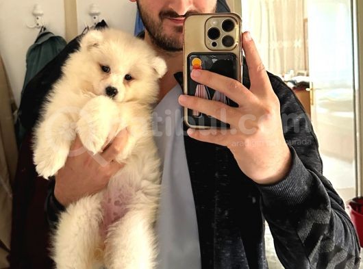 Kif-Fci Şecereli̇ En İyi̇ Kali̇te Samoyed Bebekler görsel