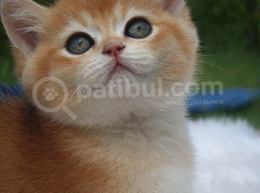 Sempatik Suratlı Ny11 Golden British Shorthair görsel