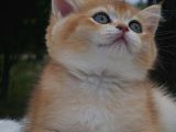 Sempatik Suratlı NY11 Golden British Shorthair