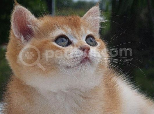 Sempatik Suratlı Ny11 Golden British Shorthair görsel