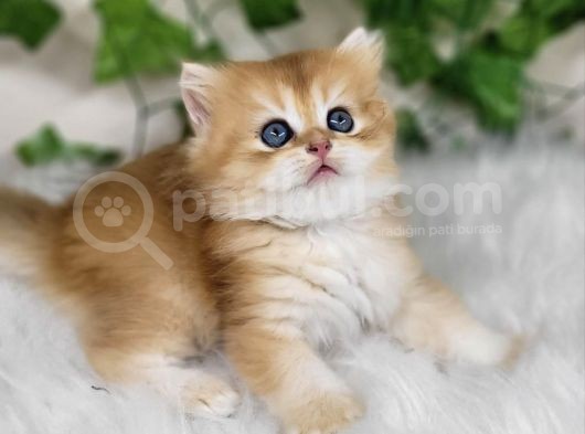 Efsane Tatlı Ny11 Golden British Long Hair görsel