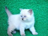 Bulutlar Kadar Güzel Blue Point British Short Hair